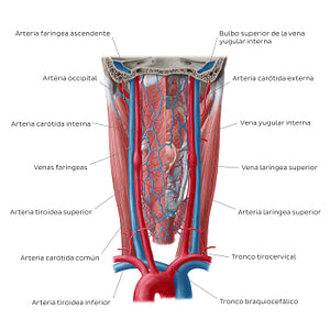 Blood vessels of the pharynx (Spanish)