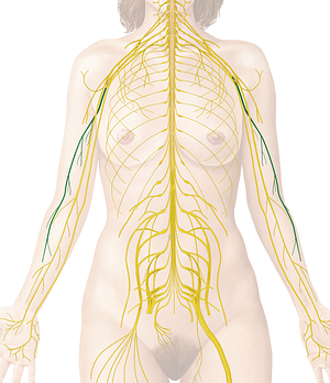 Radial nerve (#6712)