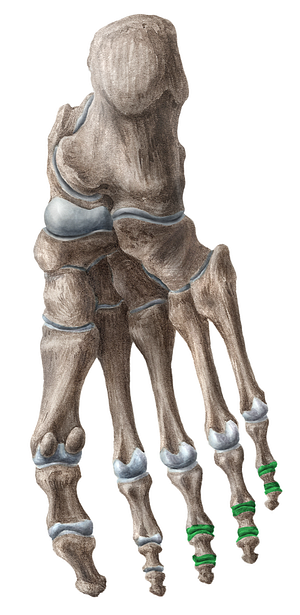 Interphalangeal joints of 3rd-5th toes (#17216)