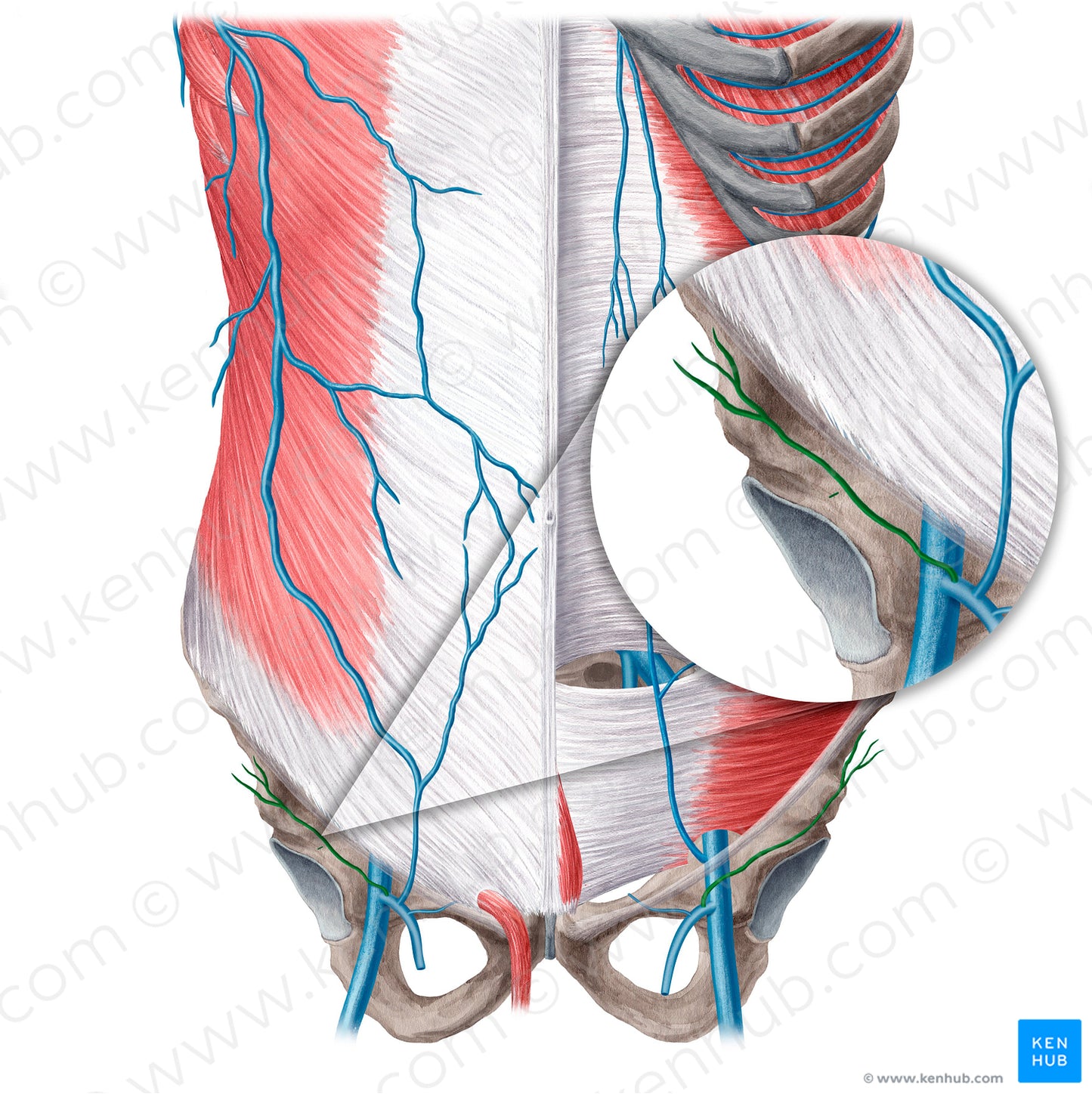 Superficial circumflex iliac vein (#21574)