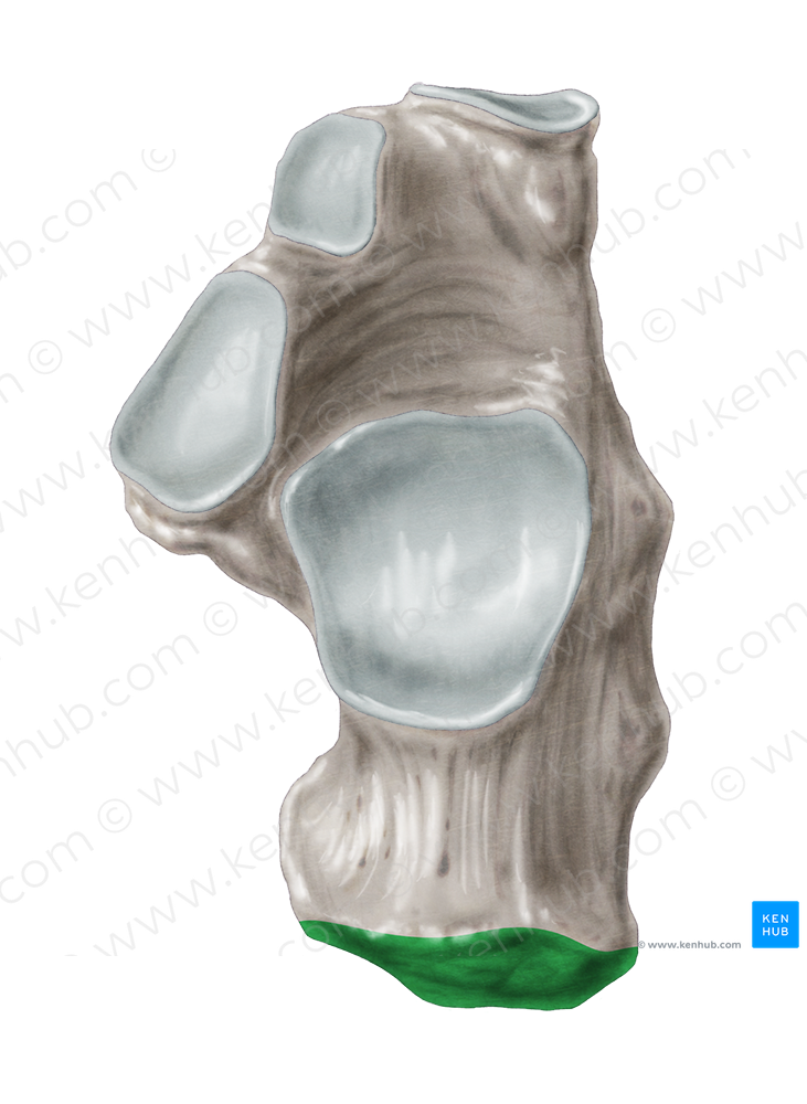 Calcaneal tuberosity (#9687)