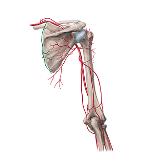 Dorsal scapular artery (#21699)