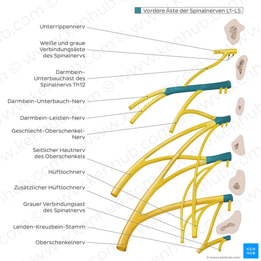 Lumbar plexus (German)