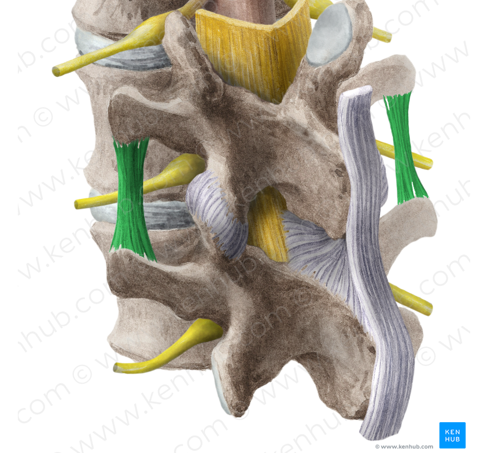 Intertransverse ligament (#4463)