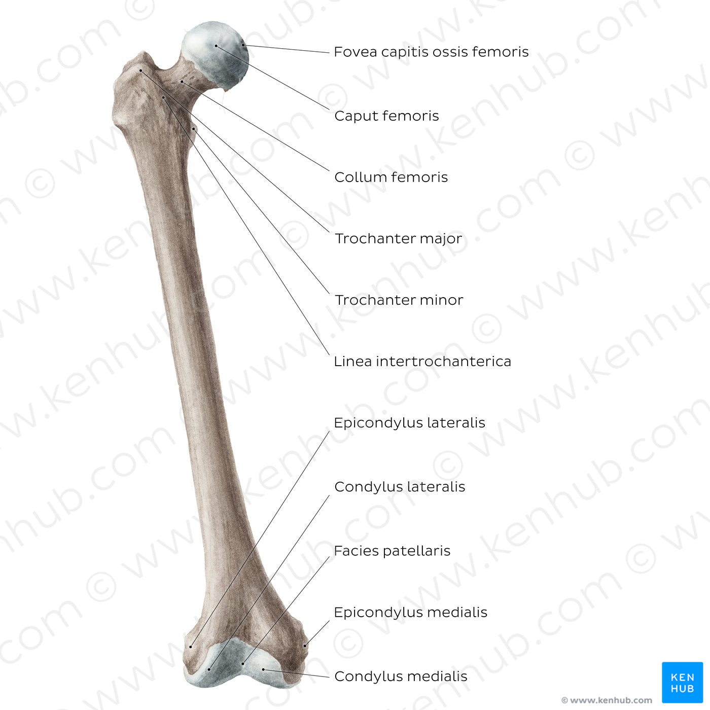 Femur (anterior view) (Latin) – Kenhub Image License Store