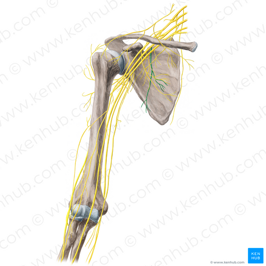 Thoracodorsal nerve (#21673)