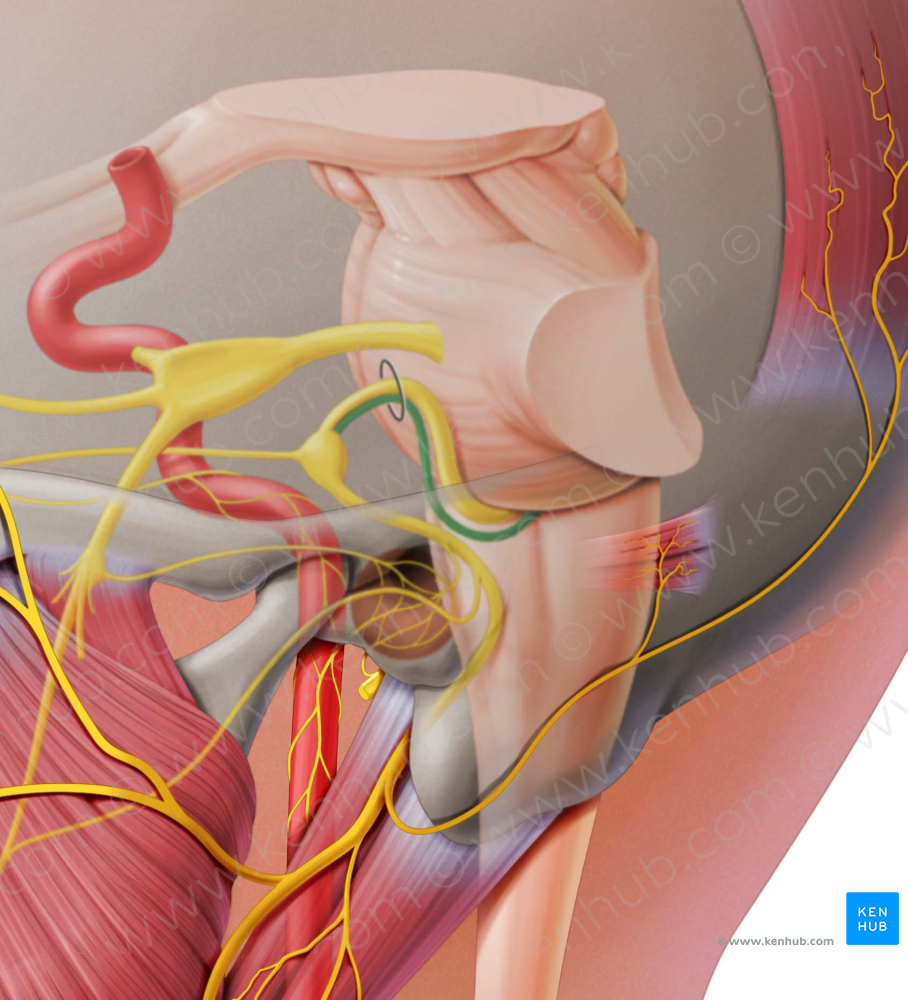 Sensory root of facial nerve (#6490)