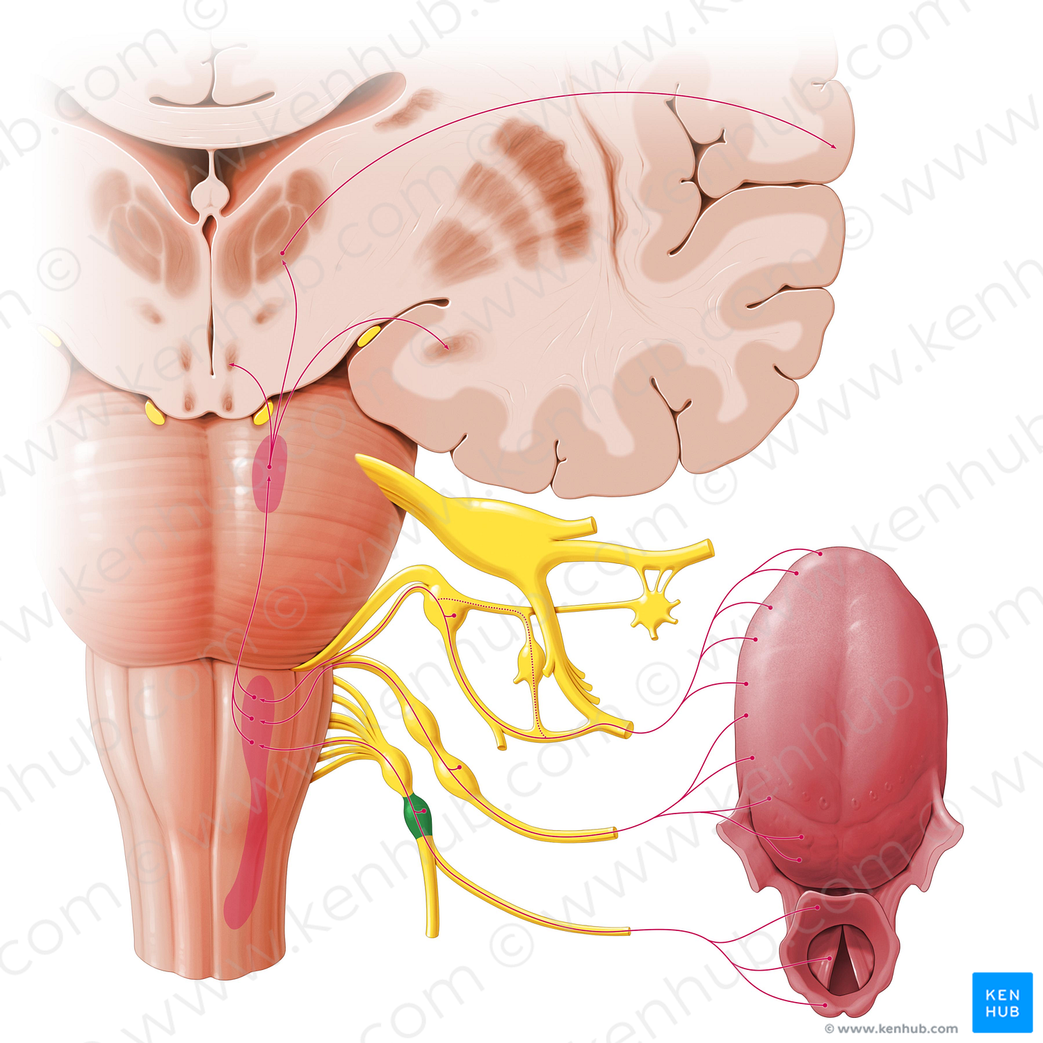 Inferior ganglion of vagus nerve (#3991)