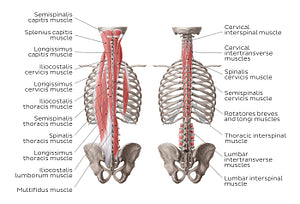 Deep muscles of the back (English)