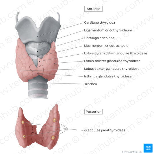 Thyroid and parathyroid glands (Latin)