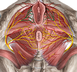 Posterior labial nerves (#6255)