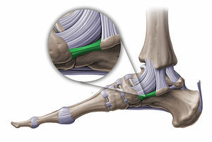Plantar calcaneonavicular ligament (#11244)