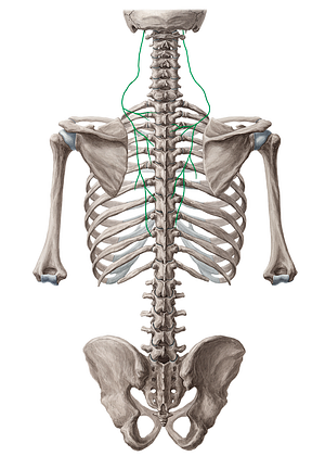 Accessory nerve (#6301)