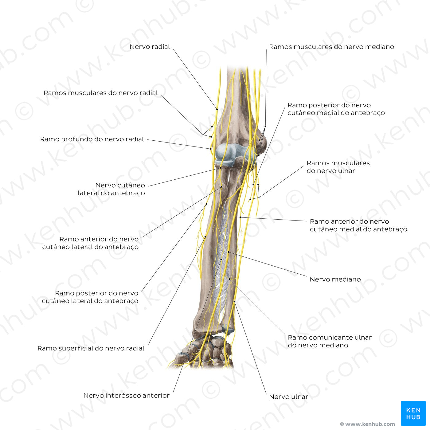 Nerves of the forearm: Anterior view (Portuguese)
