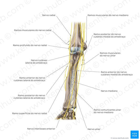 Nerves of the forearm: Anterior view (Portuguese)