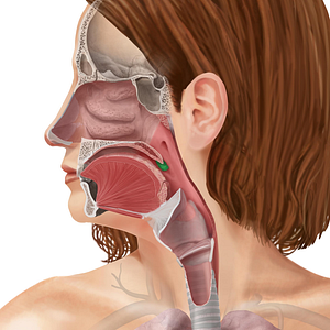 Palatine tonsil (#9475)