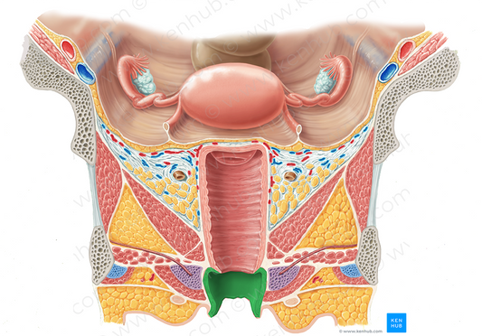 Vestibule of vagina (#10827)