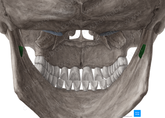 Inferior alveolar foramen of mandible (#3763)
