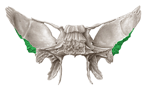 Squamosal margin of greater wing of sphenoid bone (#4955)