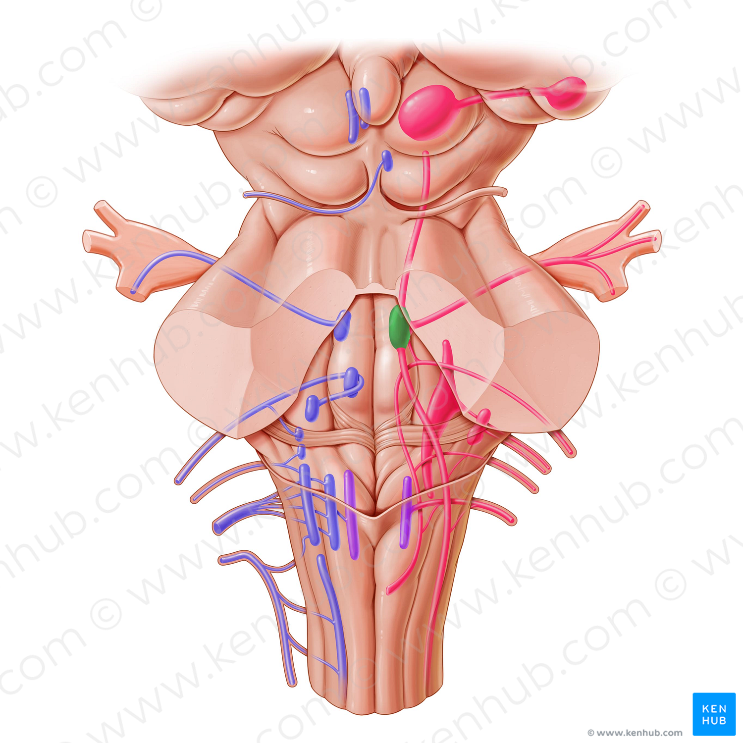 Principal sensory nucleus of trigeminal nerve (#7239)