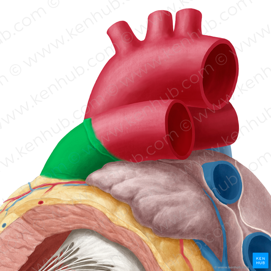 Pulmonary trunk (#9635)