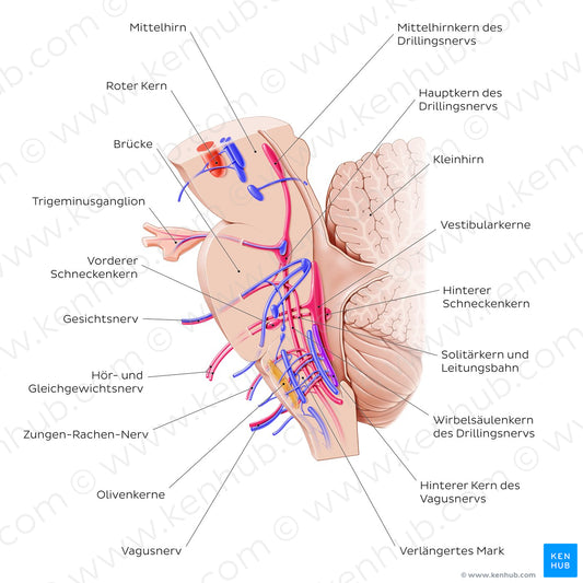 Cranial nerve nuclei - sagittal view (afferent) (German)