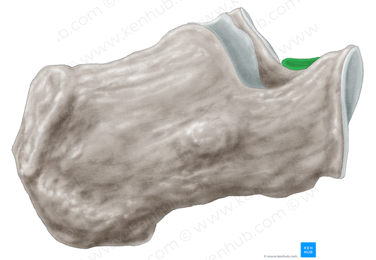 Anterior talar articular surface of calcaneus (#3472)