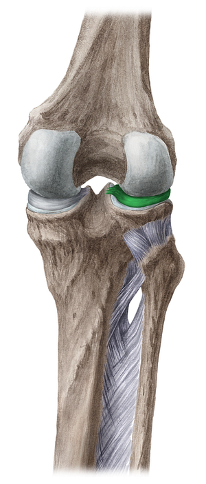 Lateral meniscus (#5060)