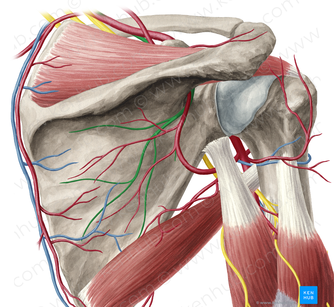 Suprascapular nerve (#6795)