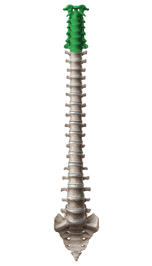 Cervical vertebrae (#12569)