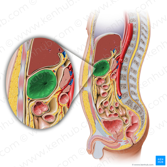 Stomach (#4057)