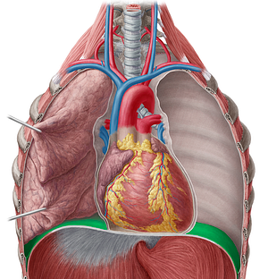 Diaphragmatic part of parietal pleura (#7705)