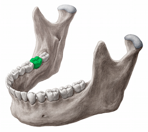 Mandibular right second molar tooth (#12857)