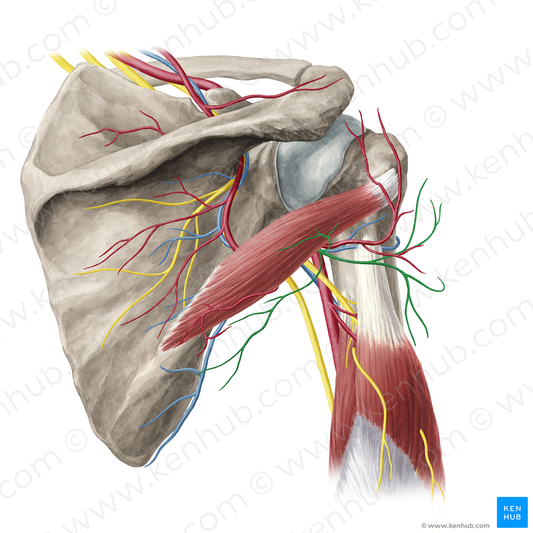 Axillary nerve (#6342)