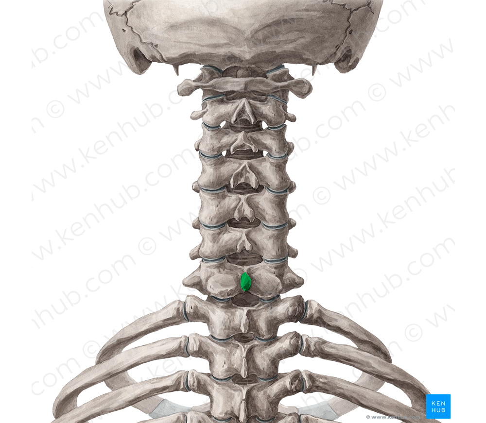 Spinous process of vertebra C7 (#8291)