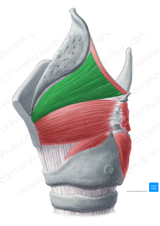 Thyroepiglottic muscle (#6093)