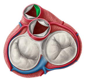 Right semilunar leaflet of pulmonary valve (#9922)