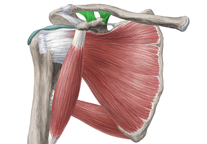 Coracoclavicular ligament (#4503)