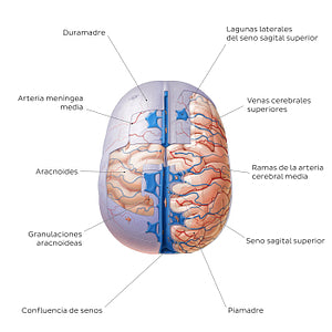 Meninges of the brain (superior view) (Spanish)