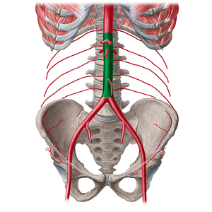 Abdominal aorta (#21556)