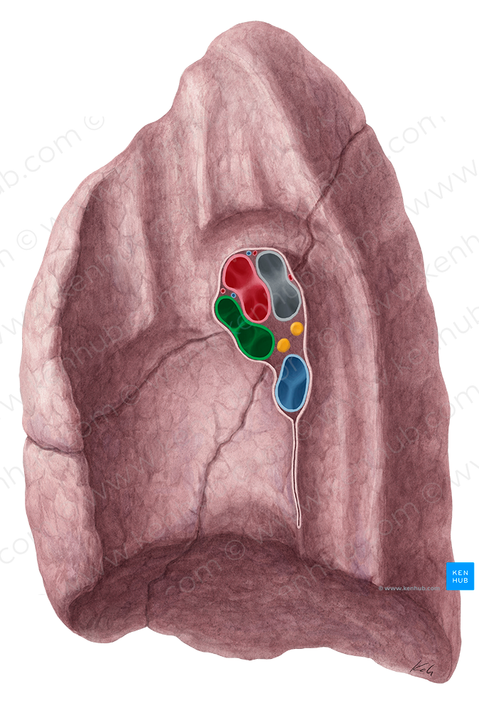 Right superior pulmonary vein (#10512)