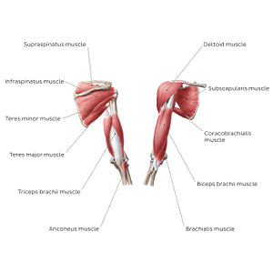 Muscles of the arm and shoulder (English)