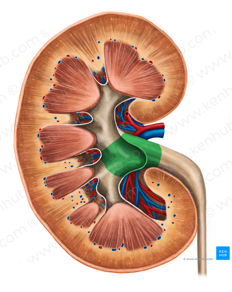 Renal pelvis (#7847)