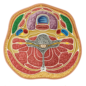 Sternocleidomastoid muscle (#17309)