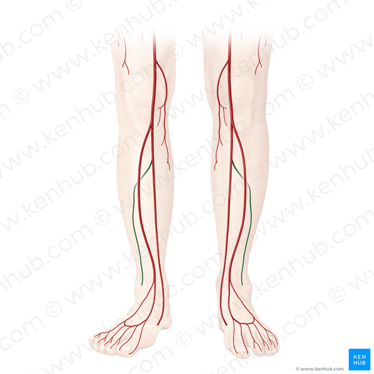 Fibular artery (#1627)