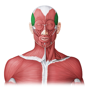 Temporalis muscle (#20005)