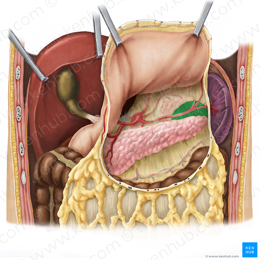 Left kidney (#8917)