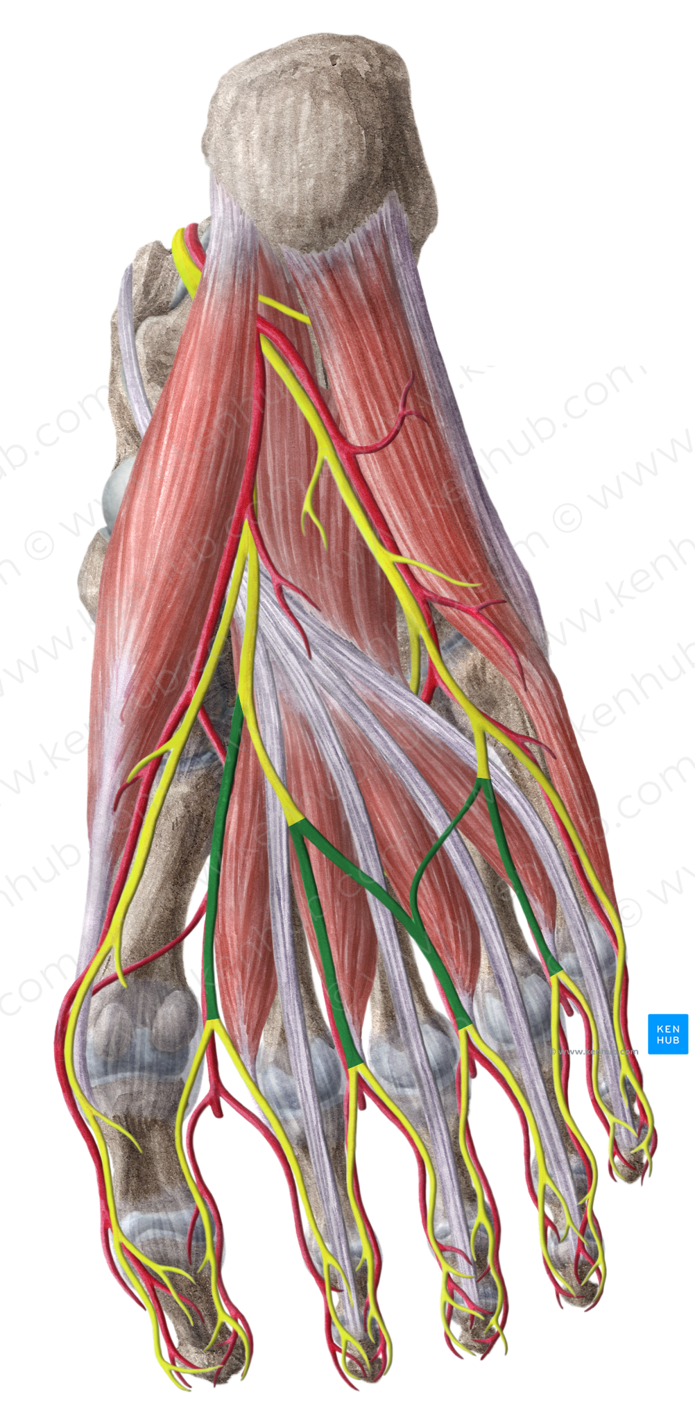 Common plantar digital nerves (#6225)
