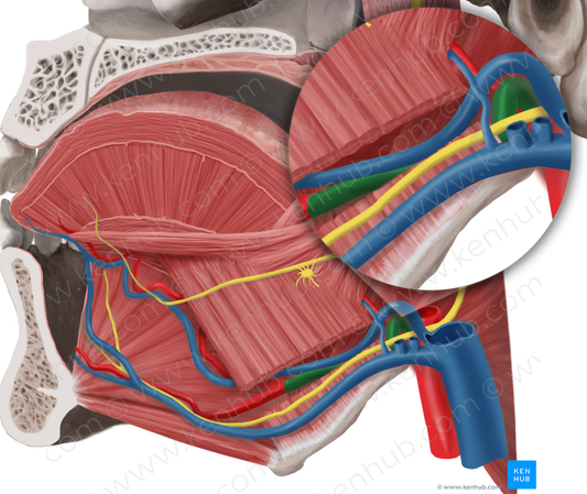 Lingual artery (#1481)