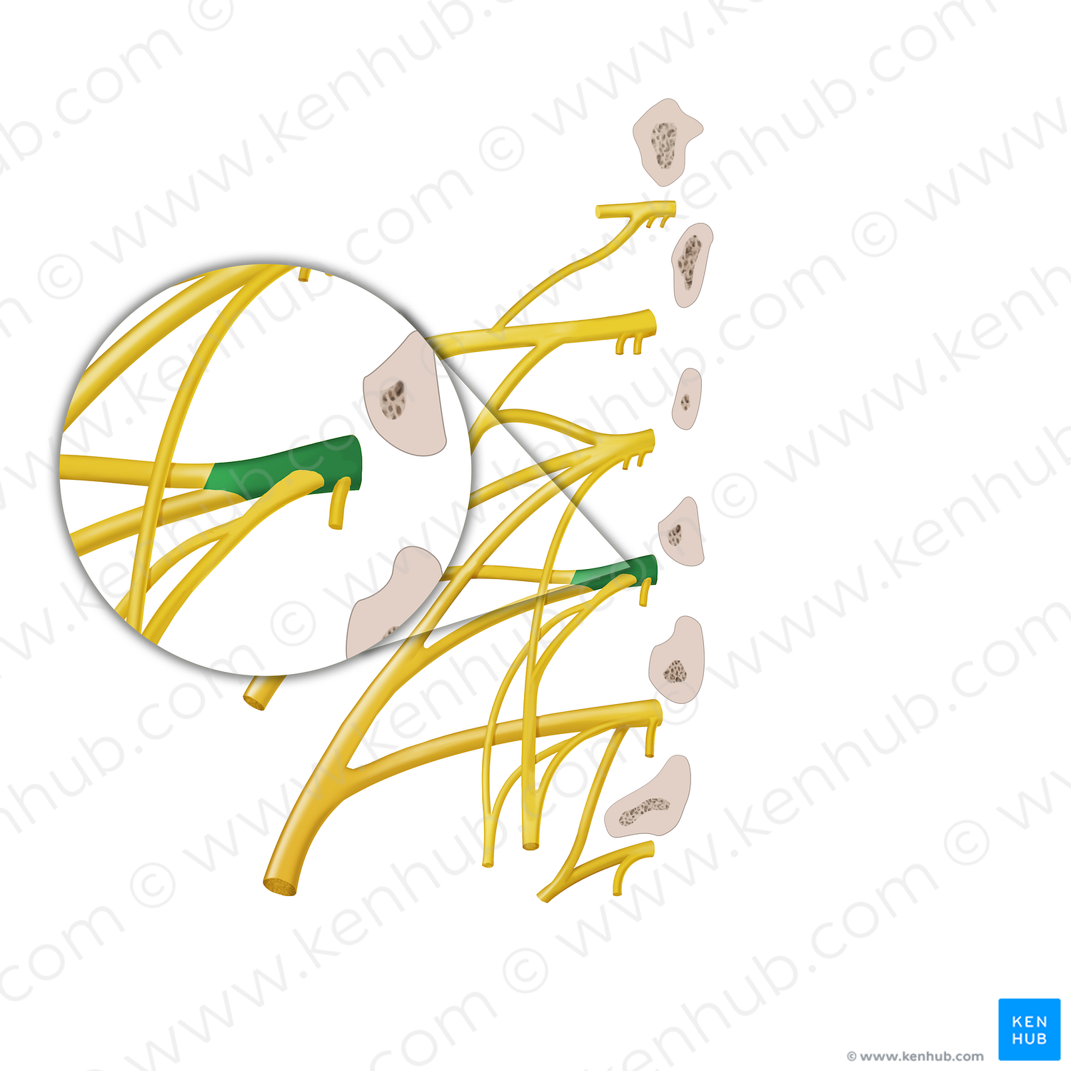 Anterior ramus of spinal nerve L3 (#12886)